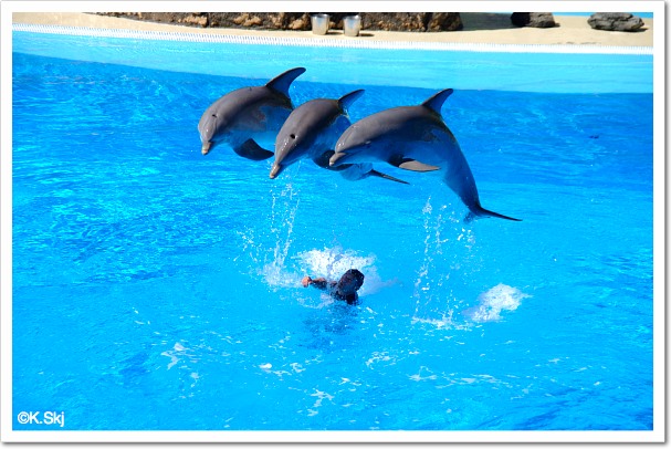 dolphins-palmitos